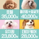 켈리 독, 강남 애견호텔 애견유치원 이미지