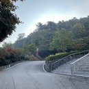 교동멧돼지 이미지