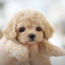 더케이펫 강아지분양 | 대전강아지분양 고민하다 직접 본 더펫 유성본점, 세종강아지분양 상담 후기