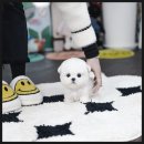 동탄복합문화센터 영상교육실 | 동탄1동강아지분양 후기“동탄에서 찾은 첫 반려가족, 정말 잘 선택했어요”