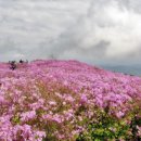 단양 소백산 철쭉제 2019 이미지