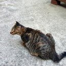 고양이를 찾습니다 (코숏/수컷/부산시 서구) 송도해수욕장 투썸플레이스 근처에서 실종되었어요! 이미지