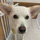 애견친구 | 24시 운영·안전시설이 완비된 송도애견호텔 요미와친구들 후기