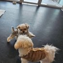 힐링독 반려견센터 이미지