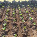 인더송당펜션 이미지