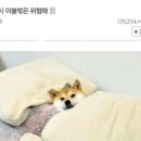 아니 - 강남구 삼성로145길 11-6 | 아니