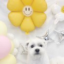 오룡애견미용 이미지