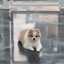 뽀독 애견 미용 이미지