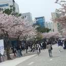 24.4.8(월) 벚꽃과 유명인 이미지