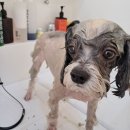 시크펫 그루밍 이미지
