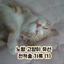 이레펫 | 노령 고양이 유선 종양 발견후, 유선 전적출 수술, 회복 기록(1)