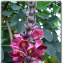 사간의향기 이미지