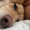 단짝멍몽 이미지