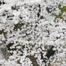 왕인박사유적지 봉선대 이미지