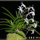 동천홍 이미지