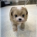 예쁜강아지 이미지