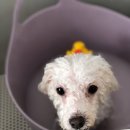 참견(犬) 이미지