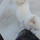 [기증완료]사랑스러운 사모예드 미샤~ 이미지