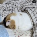 굽네치킨 모현점 | 분명 중간시험은 끝났는데... 10月 5주차