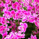 [로즈제라늄(rose geranium] 재배방법과 관리 이미지