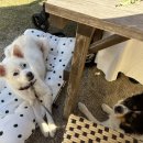 부여애견 이미지