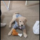 강아지분양 고양이분양 멍앤냥 수원점 이미지