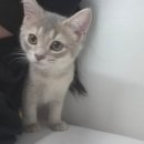 낭만고양이(강서점) 이미지