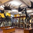 엘크사슴 이미지