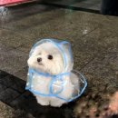 행복한붕어빵 이미지