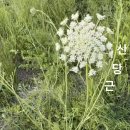 산당근 야생화를 찾아서(302) 이미지