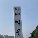 춘산메밀꽃 이미지