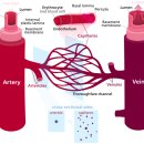 당신의 혈관이 깨끗해야 하는 이유 이미지