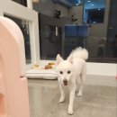 모니카애견 이미지