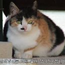 미묘