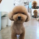 살롱드뚜뚜 이미지