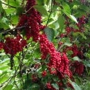 진남매운탕 이미지