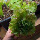 상추 | 식물등으로 상추 키우기｜실내 상추 재배 후기