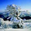 [제54차-성남 태산산악회]2010년 1월10일 신년 눈꽃산행-민족의 영산 태백산(1,567m)좋은인연~좋은만남으로 함께해요♥ 이미지