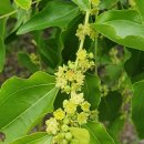 대추나무노래연습장 | [이종민의 나무오디세이] 대추나무, 풍요와 다산의 상징…느긋한 양반나무