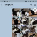 반려동물피규어 마리엘 후기