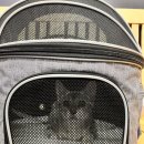 상모동물병원 이미지