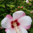 꽃 우리 이미지