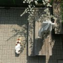 써클켄넬 이미지