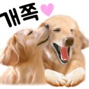 라라펫 이미지