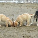 설악애견 이미지