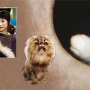 헐