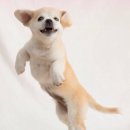 봉평우리막국수 이미지