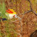 우리농장 | 톱신페스트 만능이 아니다? 유럽 농장에서 배운 우리 집 나무 상처관리 후기