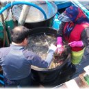 풍년꽃게 이미지