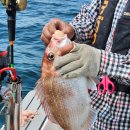 욕지도펜션리조트 이미지